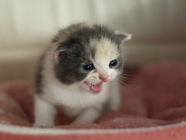 スコティッシュフォールドの子猫画像