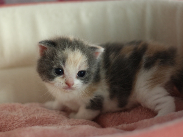 スコティッシュフォールドの子猫画像