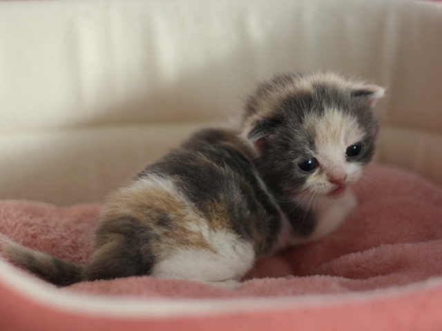 スコティッシュフォールドの子猫画像
