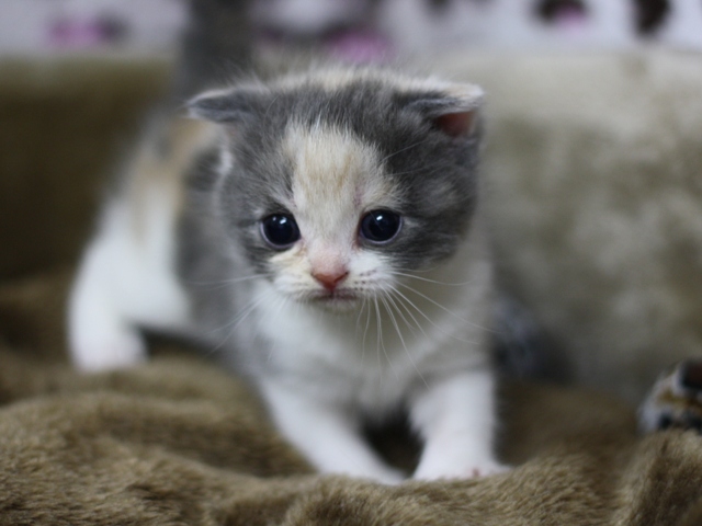 スコティッシュフォールドの子猫画像