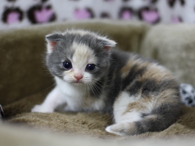 スコティッシュフォールドの子猫画像