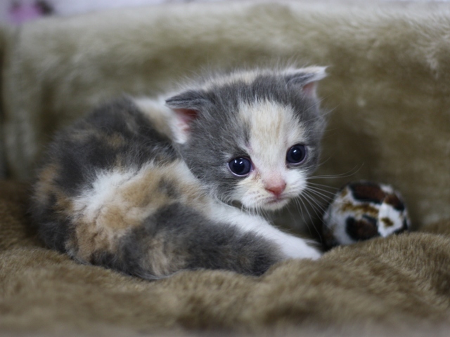 スコティッシュフォールドの子猫画像