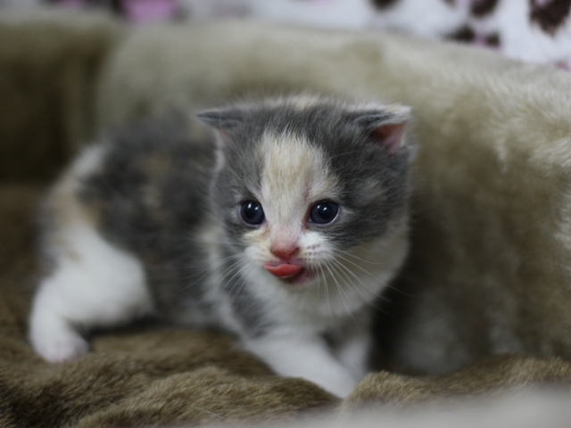 スコティッシュフォールドの子猫画像