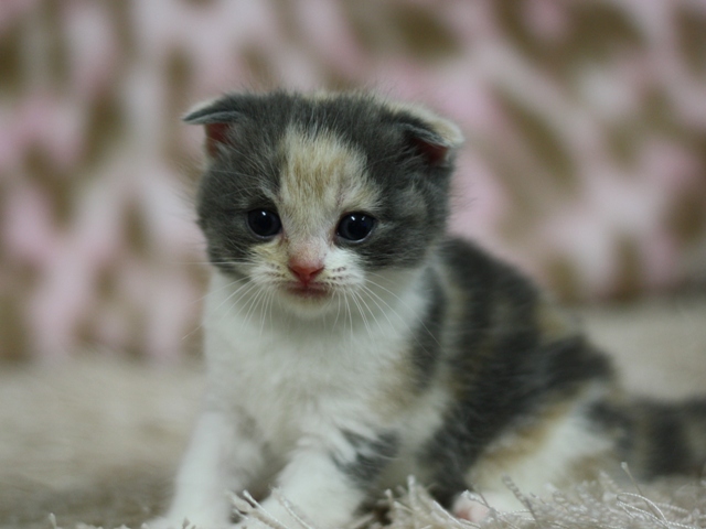 スコティッシュフォールドの子猫画像