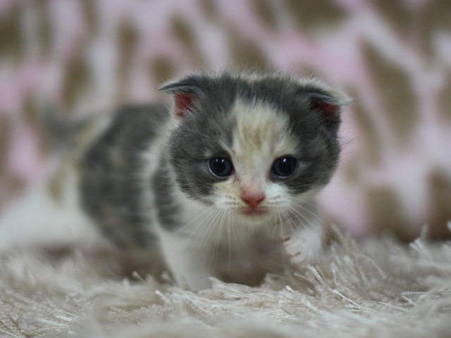 スコティッシュフォールドの子猫画像