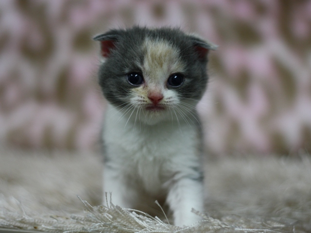 スコティッシュフォールドの子猫画像