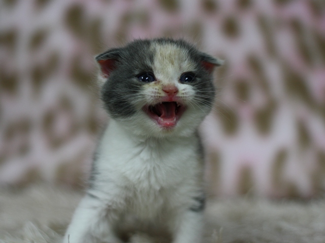 スコティッシュフォールドの子猫画像