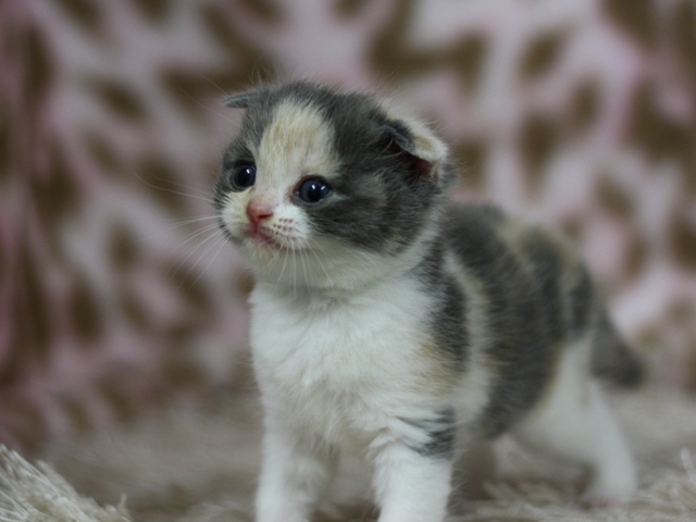 スコティッシュフォールドの子猫画像