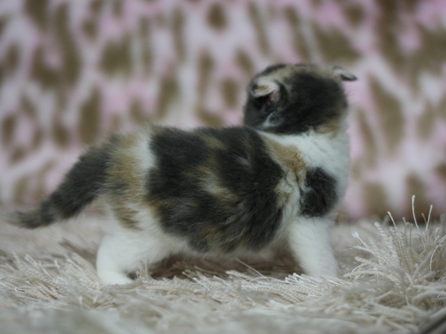 スコティッシュフォールドの子猫画像