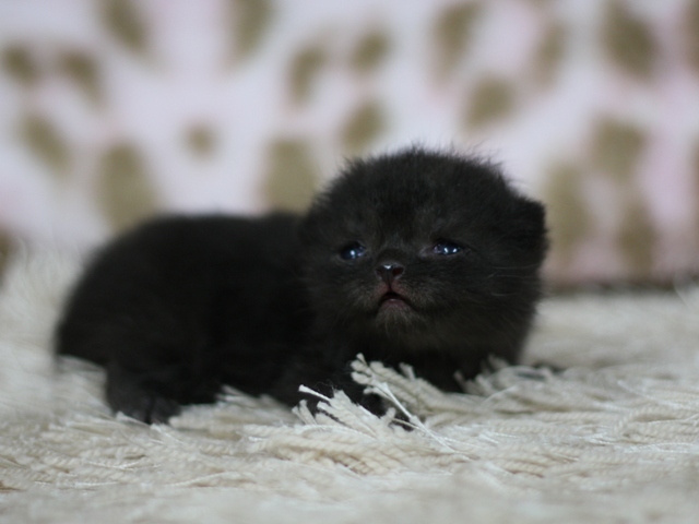 スコティッシュフォールドの子猫画像