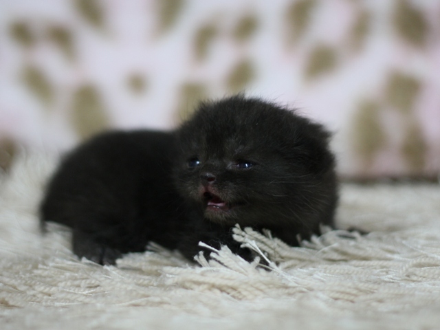 スコティッシュフォールドの子猫画像