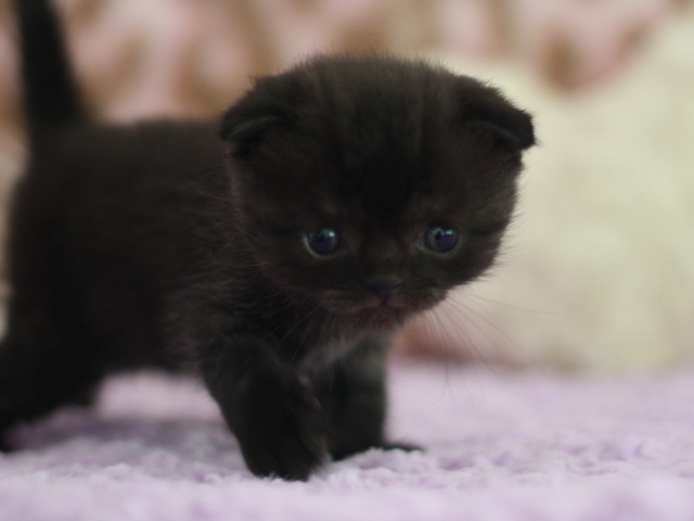スコティッシュフォールドの子猫画像