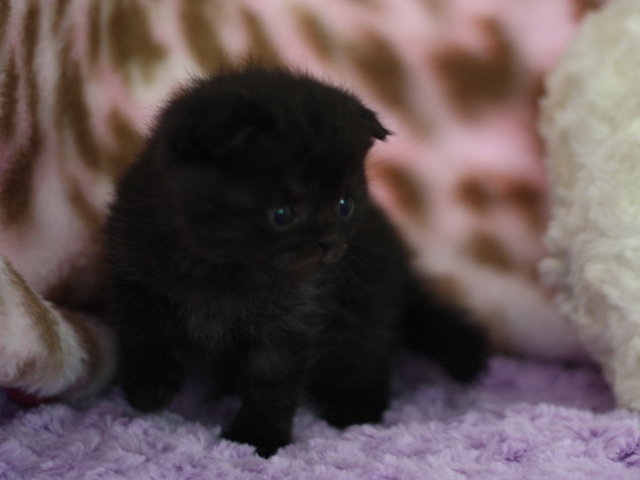 スコティッシュフォールドの子猫画像