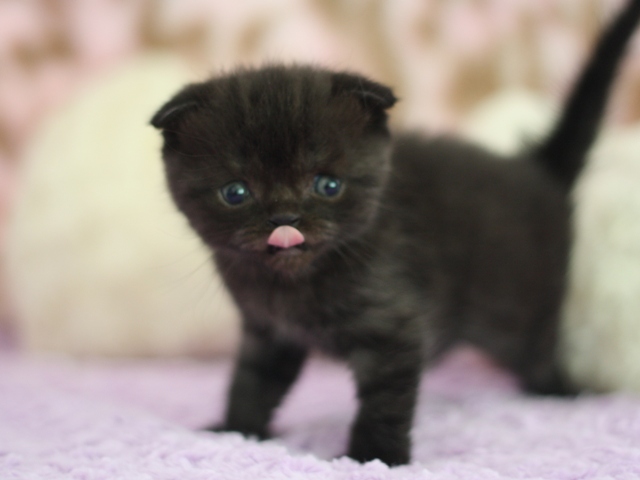 スコティッシュフォールドの子猫画像