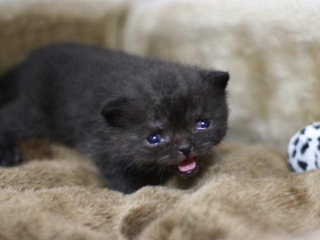 スコティッシュフォールドの子猫画像