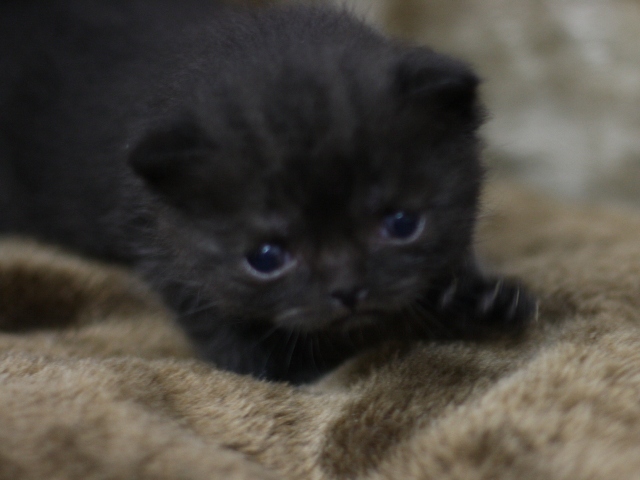 スコティッシュフォールドの子猫画像