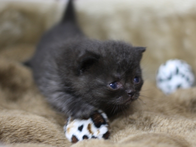 スコティッシュフォールドの子猫画像