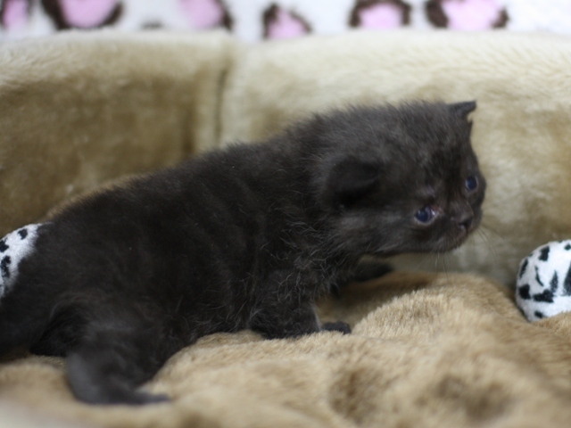 スコティッシュフォールドの子猫画像
