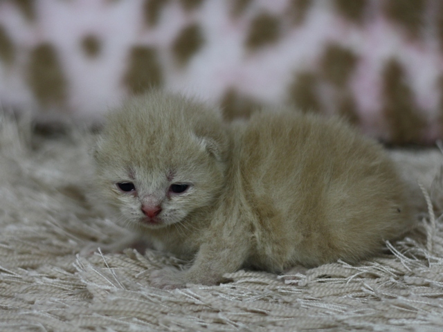 スコティッシュフォールドの子猫画像