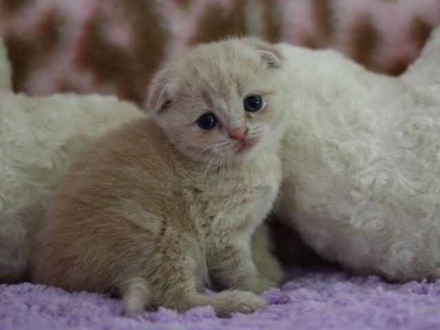 スコティッシュフォールドの子猫画像