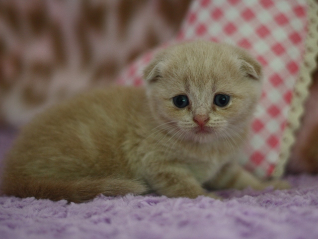 スコティッシュフォールドの子猫画像