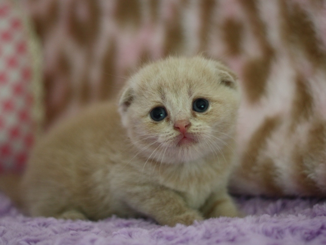 スコティッシュフォールドの子猫画像
