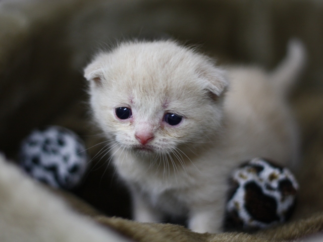 スコティッシュフォールドの子猫画像
