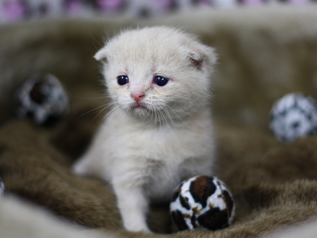 スコティッシュフォールドの子猫画像