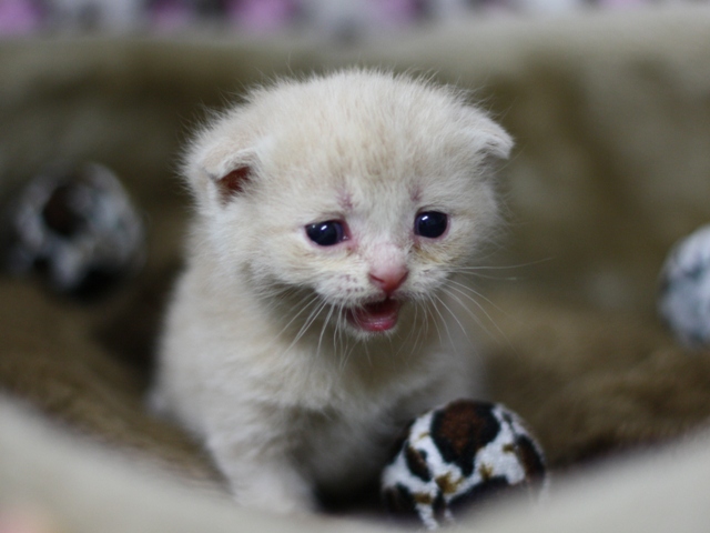 スコティッシュフォールドの子猫画像
