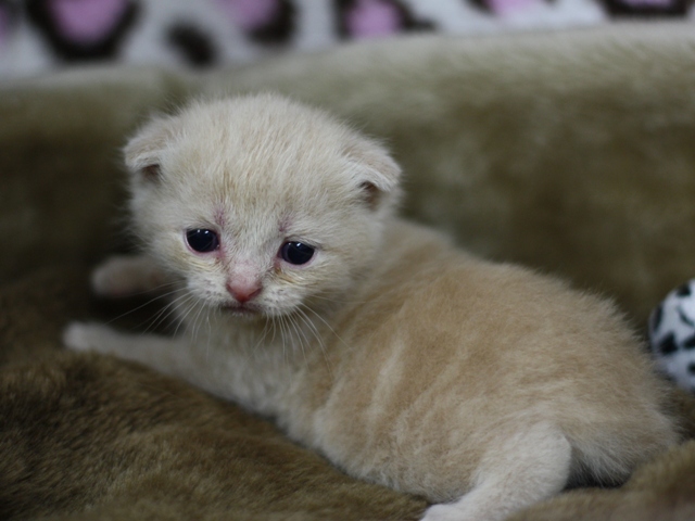 スコティッシュフォールドの子猫画像