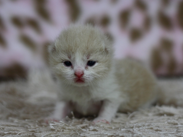 スコティッシュフォールドの子猫画像