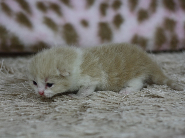 スコティッシュフォールドの子猫画像