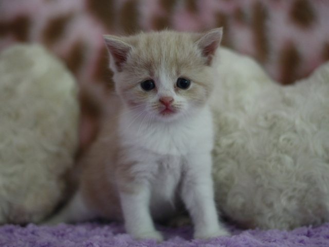 スコティッシュフォールドの子猫画像