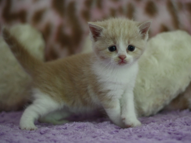 スコティッシュフォールドの子猫画像