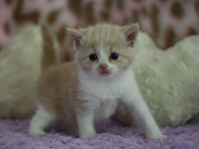 スコティッシュフォールドの子猫画像