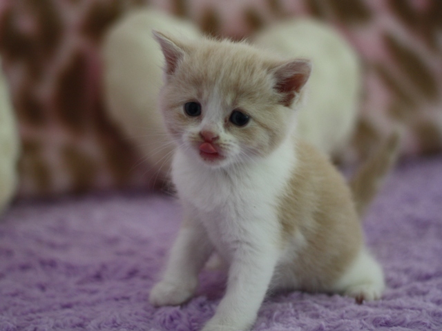 スコティッシュフォールドの子猫画像
