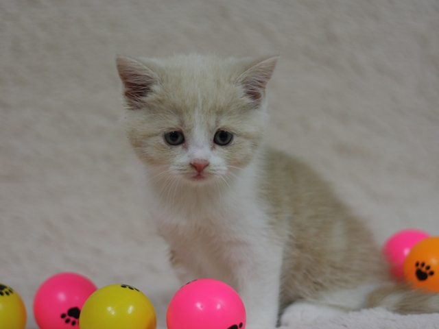 スコティッシュフォールドの子猫画像
