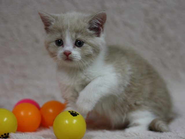 スコティッシュフォールドの子猫画像