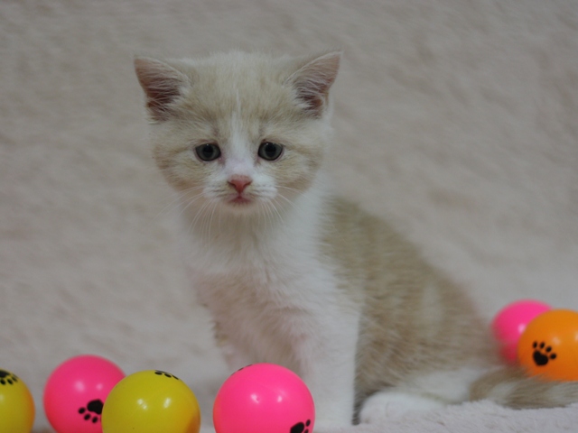 スコティッシュフォールドの子猫画像