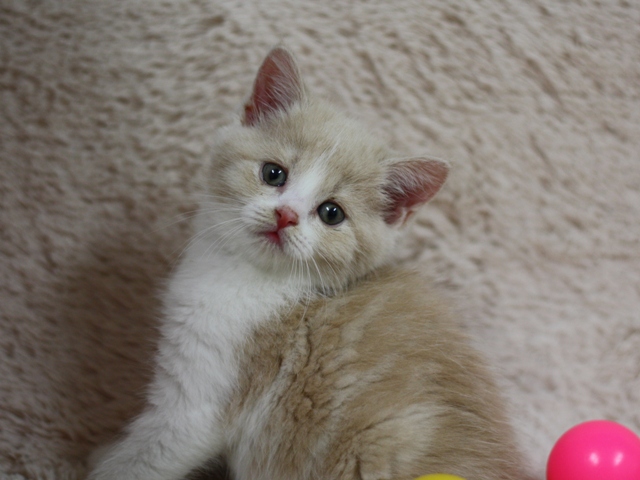 スコティッシュフォールドの子猫画像