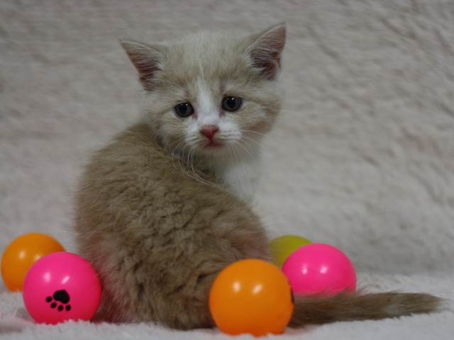 スコティッシュフォールドの子猫画像