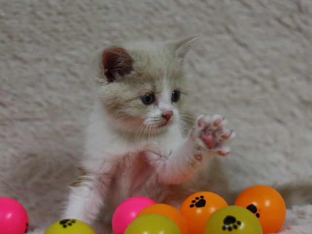 スコティッシュフォールドの子猫画像