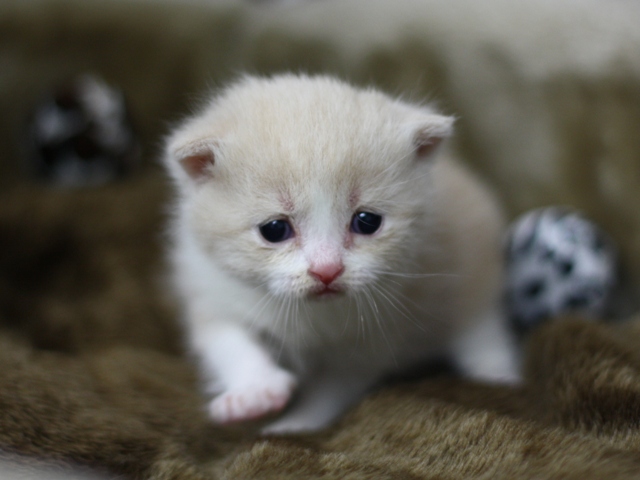 スコティッシュフォールドの子猫画像