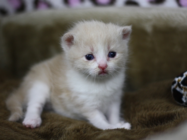 スコティッシュフォールドの子猫画像