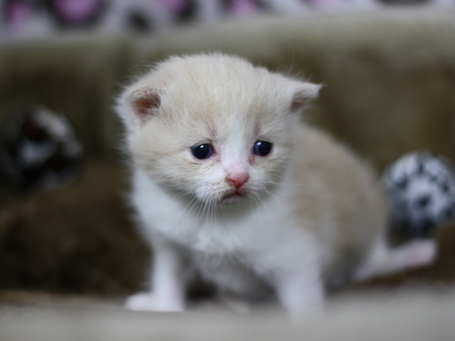 スコティッシュフォールドの子猫画像