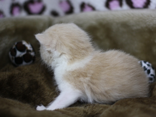 スコティッシュフォールドの子猫画像