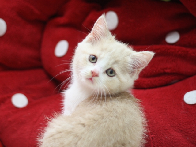 スコティッシュフォールドの子猫画像