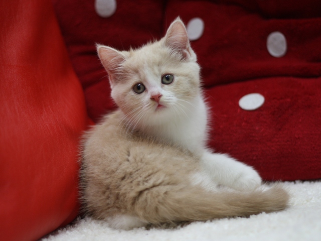 スコティッシュフォールドの子猫画像