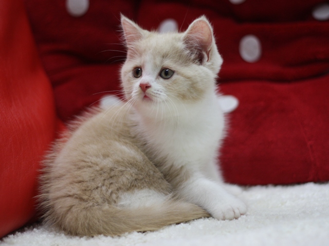 スコティッシュフォールドの子猫画像