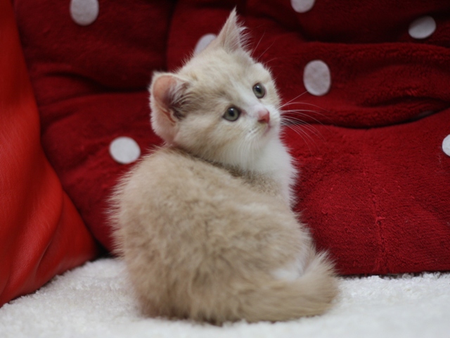 スコティッシュフォールドの子猫画像